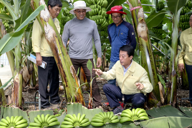 문준희 합천군수가 용주면 바나나농장을 방문해 농업인들과 대화를 나누고 있다./합천군/