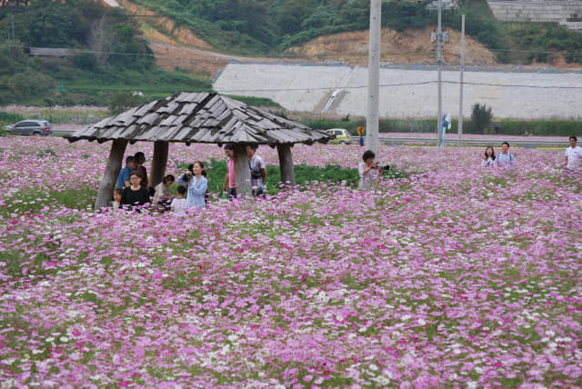 하동 북천 코스모스밭을 찾은 관광객들이 꽃놀이를 즐기고 있다./하동군/