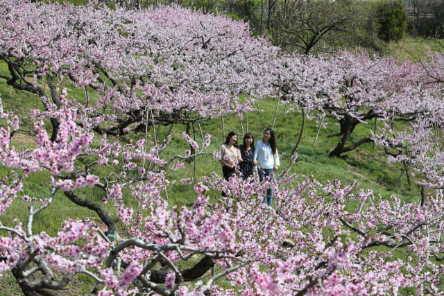 경북 청도군은 해마다 4월이 되면 군 전역이 복사꽃 천지로 변하며 분홍빛을 물들이고 있다.