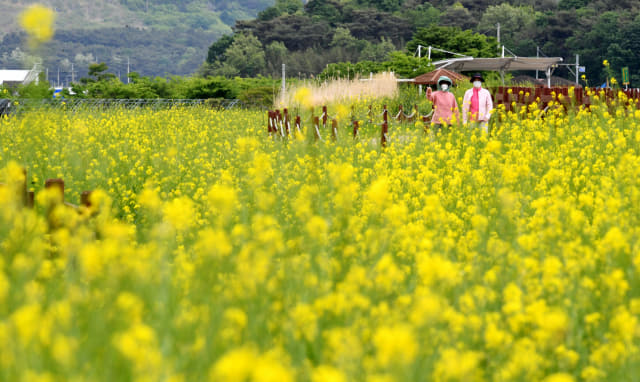 27일 오후 창원시 의창구 동읍 주남저수지를 찾은 시민들이 유채꽃이 만개한 제방을 따라 산책을 즐기고 있다./성승건 기자/