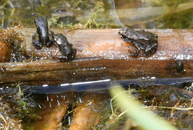 2일 오후 창원시 람사르생태공원 내 연못에서 대이동을 앞둔 새끼 두꺼비들이 비를 기다리며 휴식을 취하고 있다./성승건 기자/