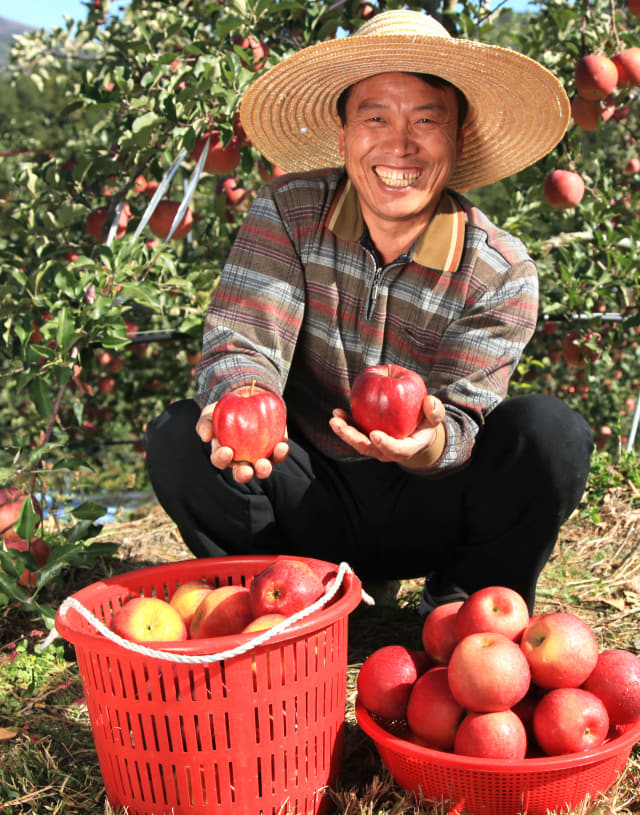 청송지역 한 농부가 수확한 청송사과를 들고 함박웃음을 짓는 모습./청송군/