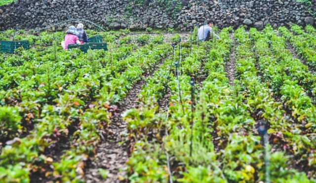 제주시 한림읍 귀덕리 한 비트 밭에서 농민들이 비트를 수확하는 모습.
