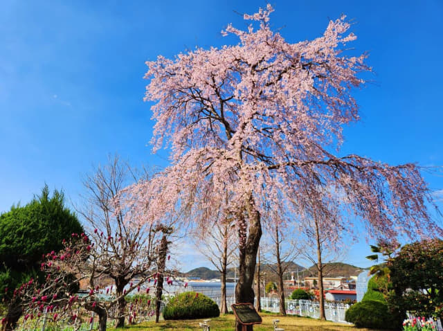 28일 창원시 진해구 성내동 농업기술센터에 60년 된 수양벚나무 꽃이 만개해 있다./창원시/