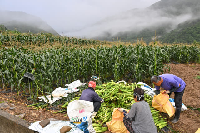 본격적인 정선 찰옥수수 출하기를 맞아 재배농가들이 정선 찰옥수수를 수확하고 있다.