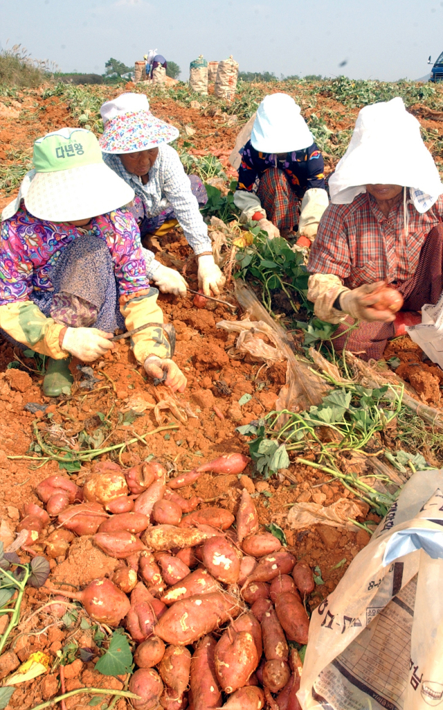 영암 고구마의 맛과 품질은 ‘기후’ ‘토질’ ‘재배 기술’ 삼박자로 이뤄진다. 영산강 유역에 펼쳐진 황토밭에서 농민들이 고구마를 넝쿨째 수확하고 있다./영암군/