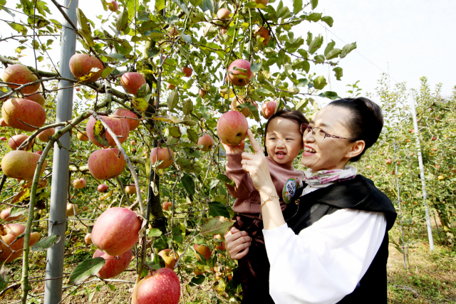 최근 포천에서는 어린이 교육 기관과 사과 농장이 연계한 체험 학습이 인기를 끌고 있다.