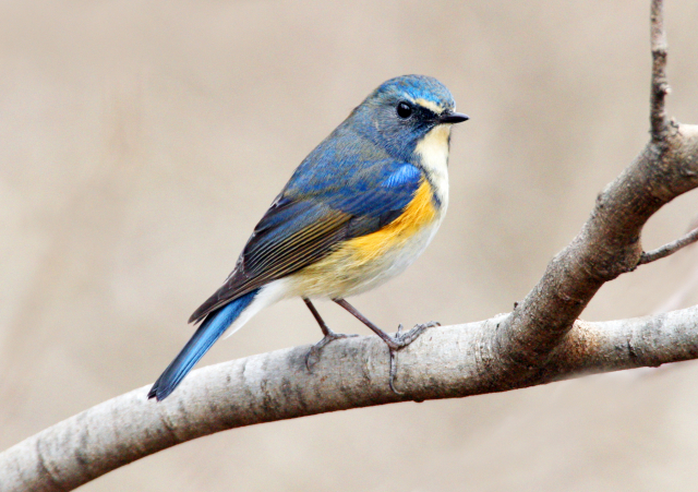 유리딱새 수컷과 암컷. 수컷은 등이 화려한 파란색, 암컷은 옅은 황갈색을 띤다.