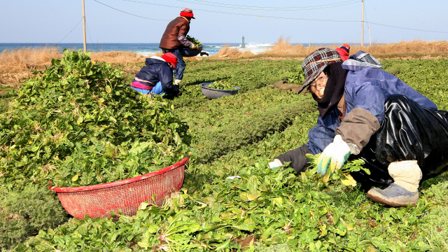 포항의 한 바닷가 노지에서 농민들이 포항초를 수확하고 있다./포항시/