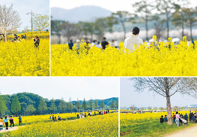 관광객들이 노란 유채꽃과 즐거운 한때를 보내고 있다.
